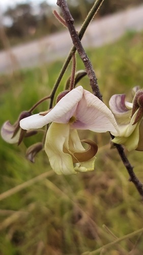 Coursetia rostrata