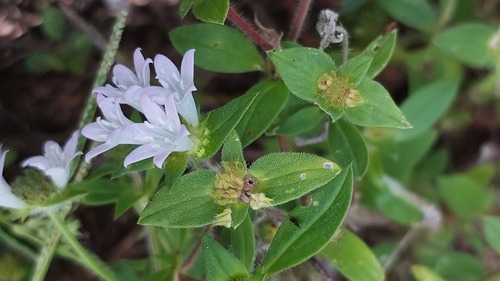 largeflower Mexican clover