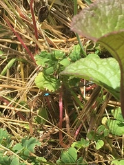Ischnura cervula