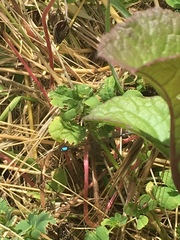 Ischnura cervula