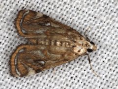 Parapoynx polydectalis