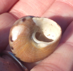Calliostoma gloriosum