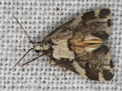 Philenora chionastis