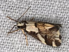 Philenora chionastis