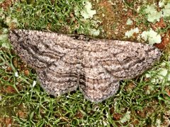Zermizinga sinuata