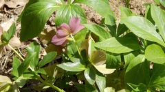 Helleborus purpurascens