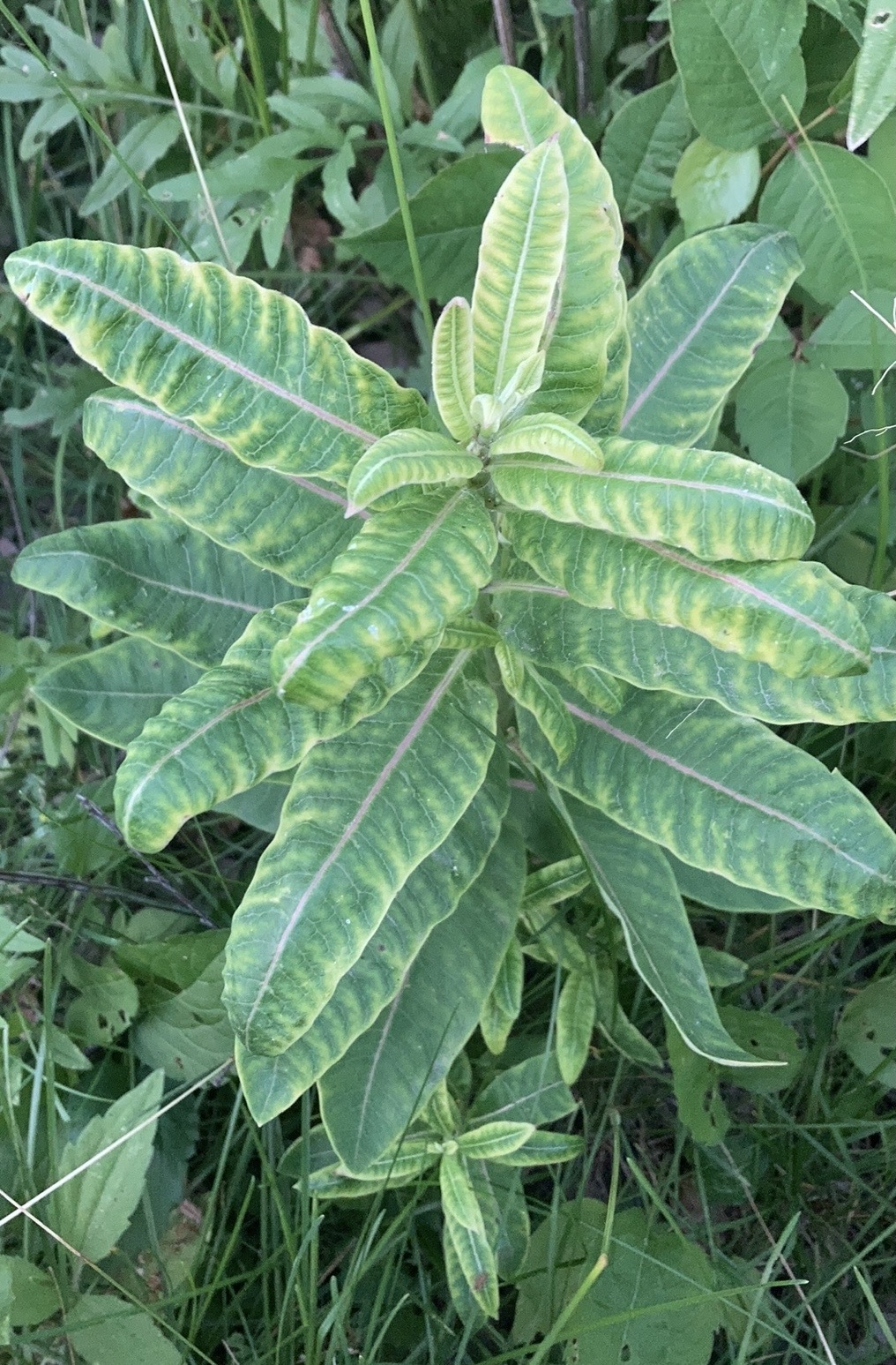 Phytoplasmas (Genus Phytoplasma) · iNaturalist