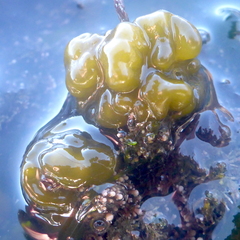 Leathesia marina
