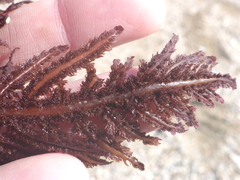 Neoptilota densa