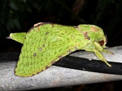 Aenetus eximia