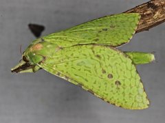 Aenetus eximia