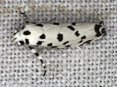 Lichenaula maculosa