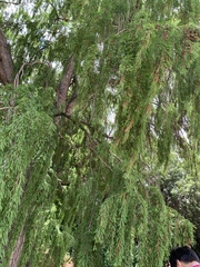 Taxodium mucronatum