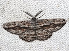 Scioglyptis chionomera