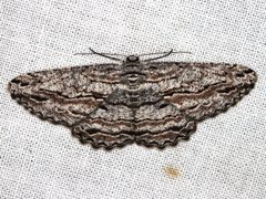 Scioglyptis chionomera