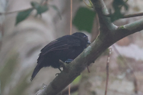Cocha Antshrike (Thamnophilus praecox)