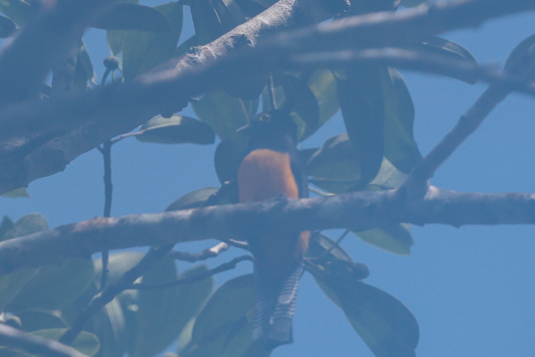 Amazonian Trogon (Trogon ramonianus), photo 4