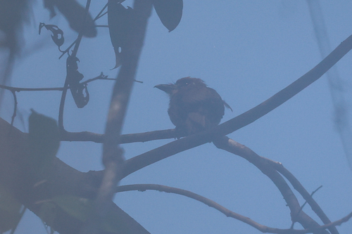 Chestnut-capped Puffbird (Bucco macrodactylus), photo 5