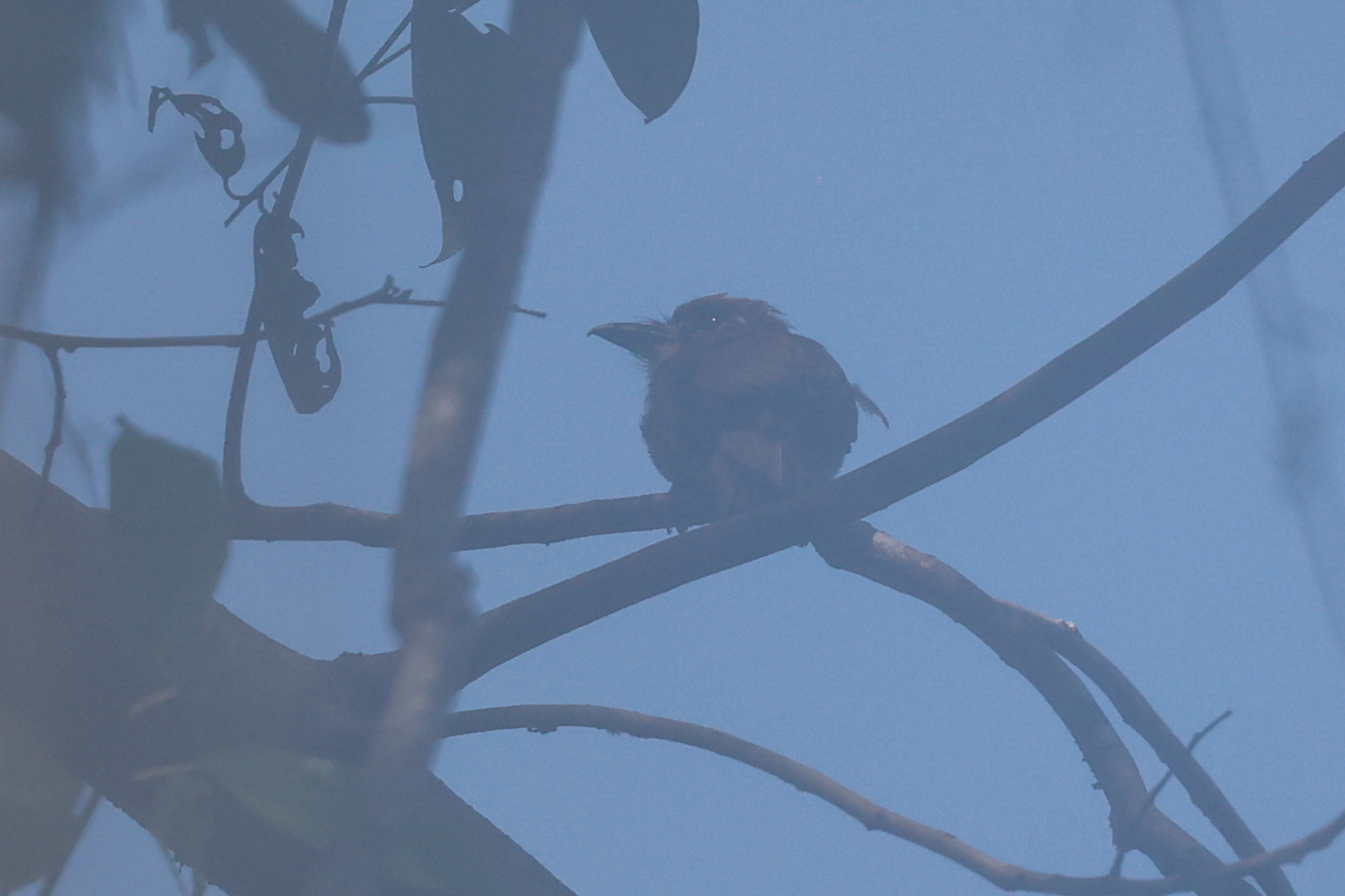 Chestnut-capped Puffbird (Bucco macrodactylus), photo 8