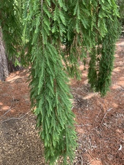 Taxodium mucronatum