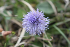 Globularia