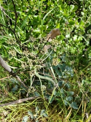 Lomatium repostum