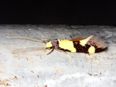 Opogona comptella