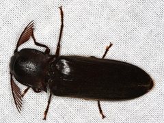 Pseudotetralobus australasiae