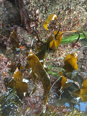 Laminaria setchellii