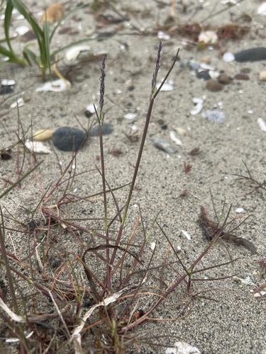 dwarf alkaligrass (Puccinellia pumila)