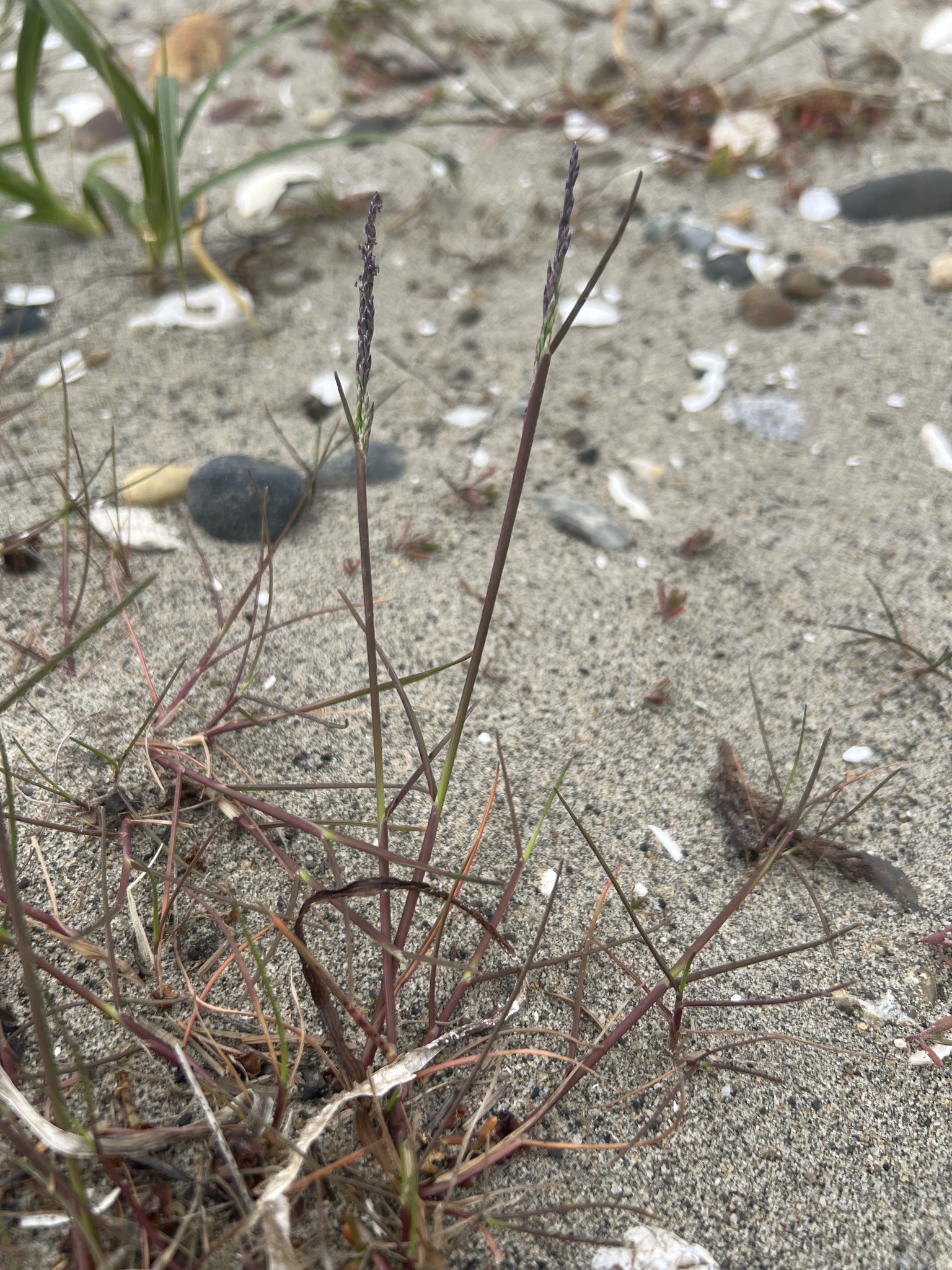 Puccinellia pumila