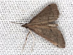 Metasia dicealis