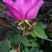 Ground Rose - Photo (c) Staci Thompson, some rights reserved (CC BY-NC), uploaded by Staci Thompson