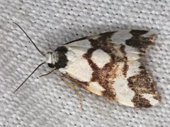 Thallarcha staurocola