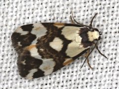 Thallarcha staurocola