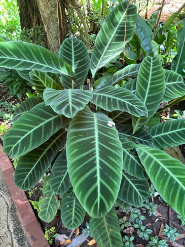 Goeppertia zebrina