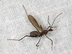Leptomyrmex