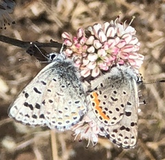 Euphilotes enoptes bayensis