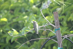 Calypte anna
