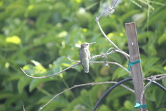 Calypte anna
