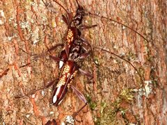 Coptocercus biguttatus