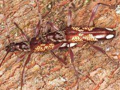 Coptocercus biguttatus