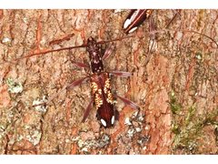 Coptocercus biguttatus