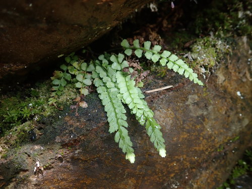 Asplenium viride iNat (3)