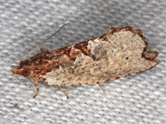 Glyphidoptera polymita