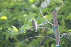Calypte anna