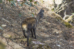 Moschus chrysogaster