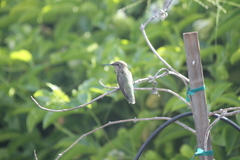 Calypte anna