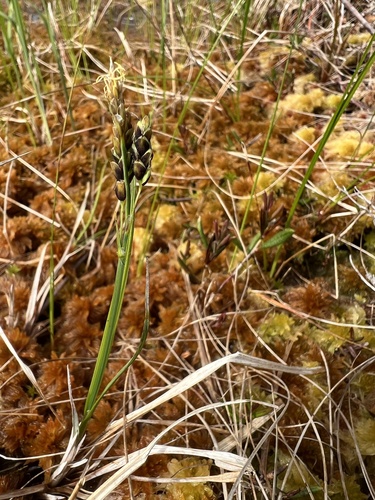 Carex livida iNat (3)