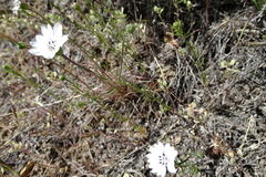 Blepharipappus scaber